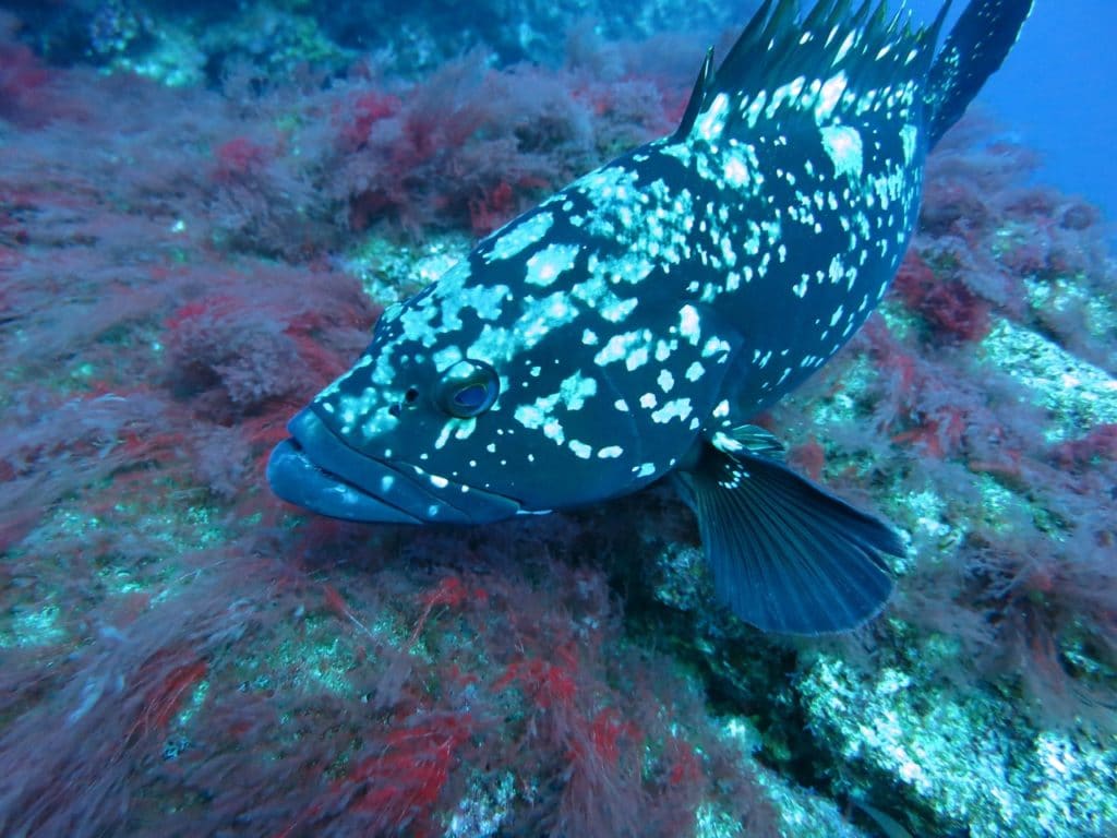 Mérous-morts-baie-de-Monaco