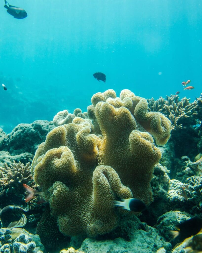 monaco-involved-in-the-protection-of-coral-reef-systems-worldwide
