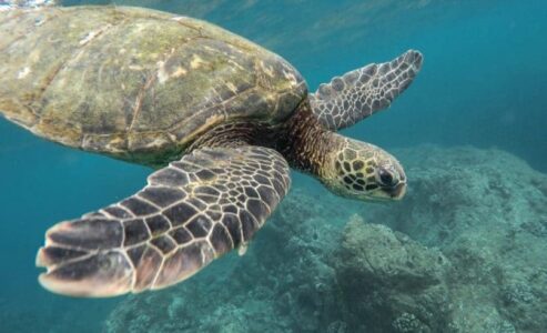 A special treat at the Monaco Oceanographic Museum this weekend