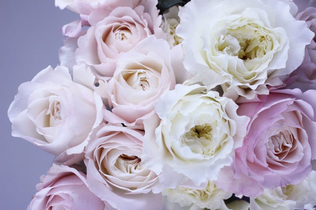 Monaco's 65th Rose Ball paid homage to Grace - Monaco Tribune