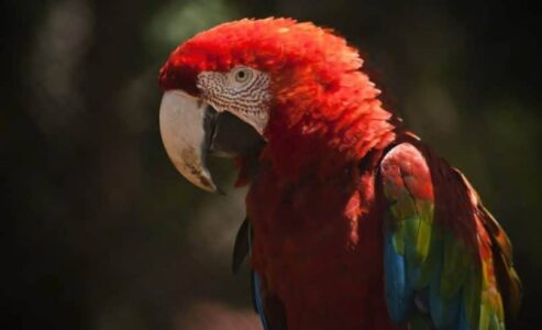 The Monaco Zoological Garden is reopening!