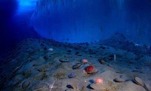 The Shell Ocean Discovery XPrize will be delivered this weekend in Monaco