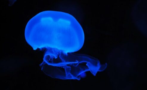 Jellyfish are back in Monegasque waters