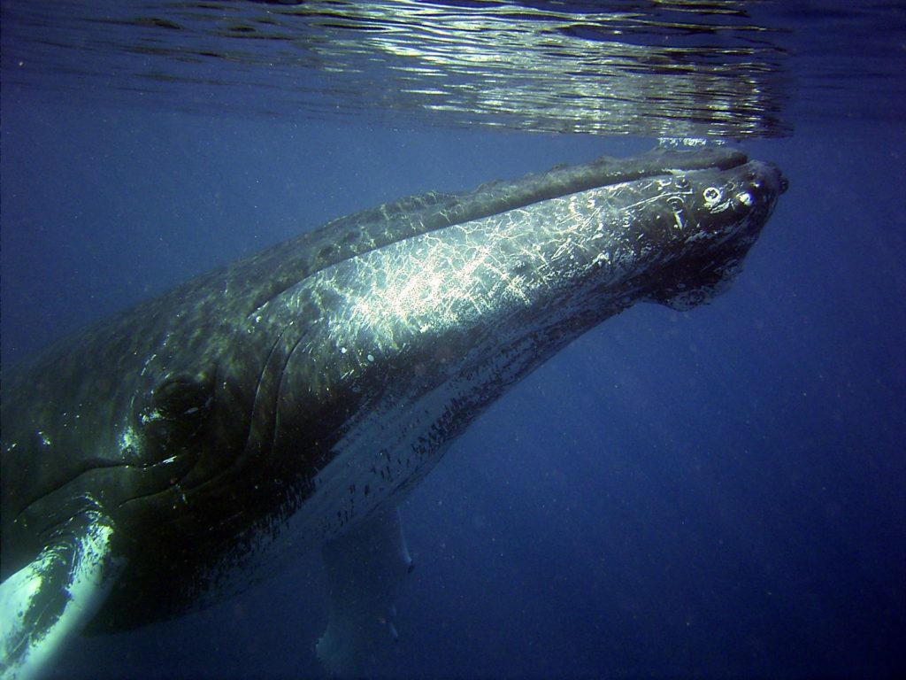Baleines-nuissance-sonore