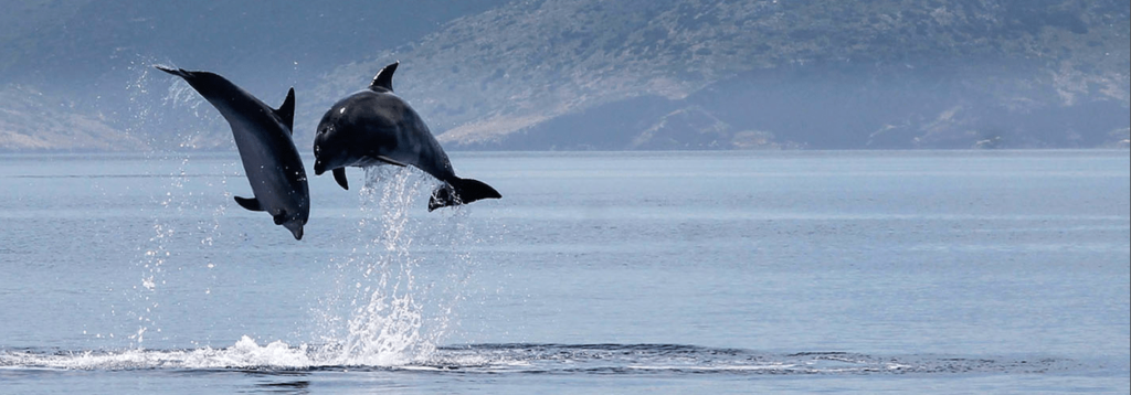 marine mammals mediterranean pelagos sanctuary monaco