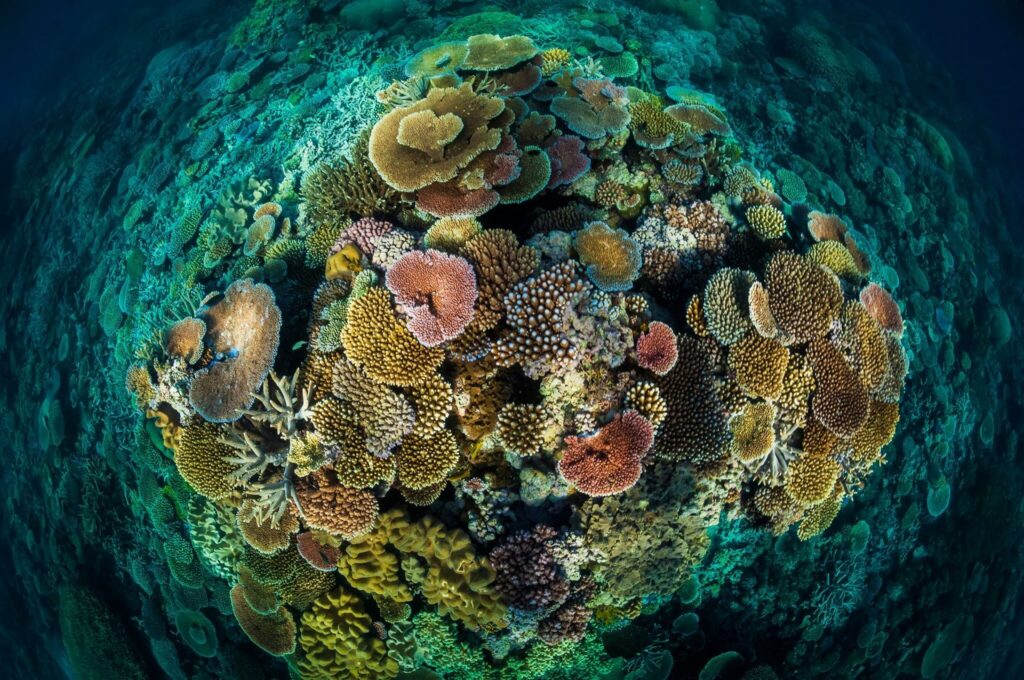 Coralli nel mar Mediterraneo