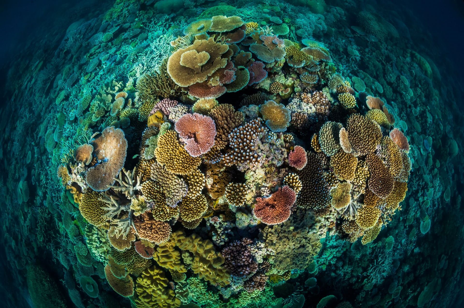 Underwater heat 'inferno' ravages Mediterranean corals