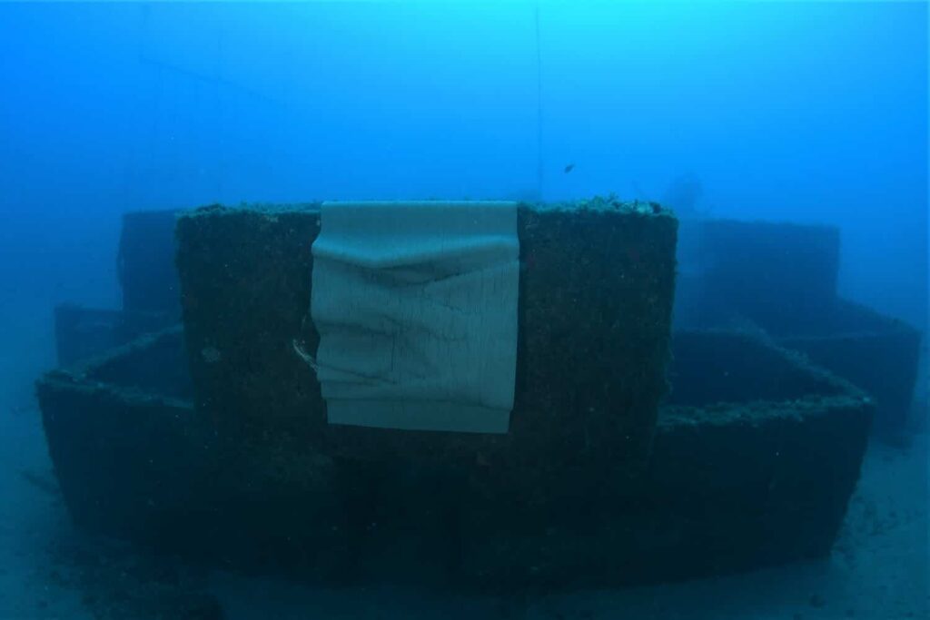 biodiversité-littoral-monaco(1)