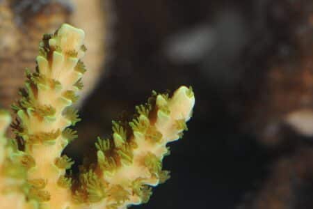 изменение климата влияет на питание кораллов