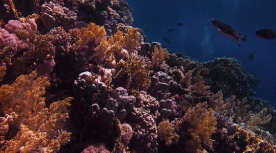 deep water corals