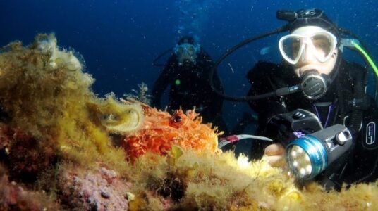 Monaco Diving Club