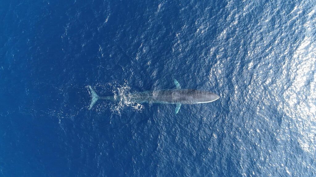 whales-Mediterranean-WWF