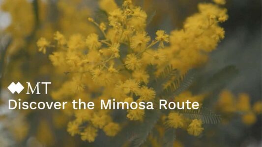 Route de Mimosa