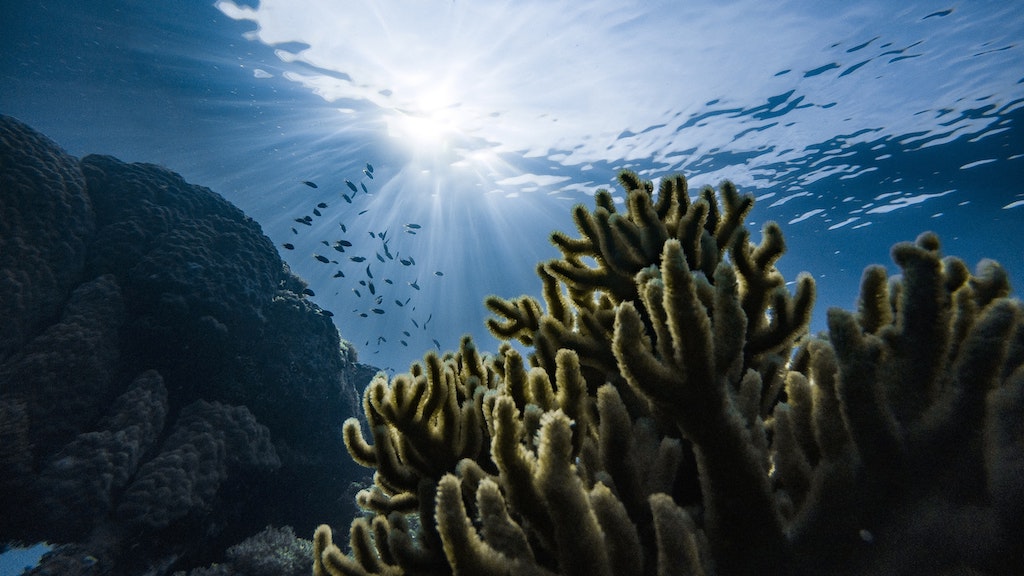 Will coral reefs be the next victim of global warming? - Monaco Tribune