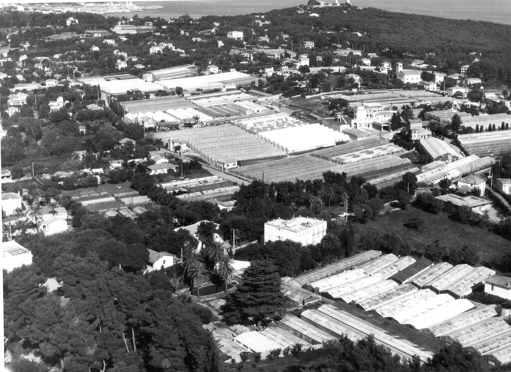 Meilland company Antibes 1950s