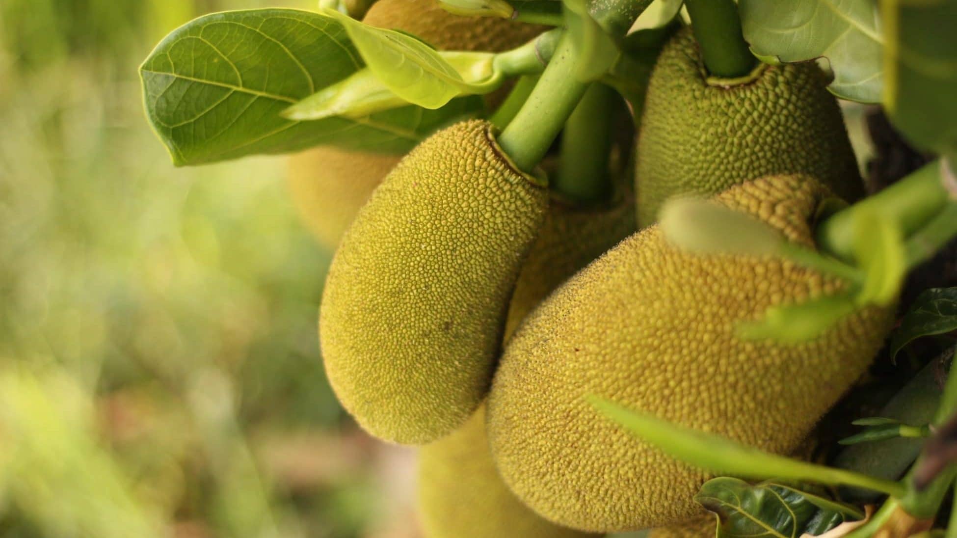 Fruit du Jacquier