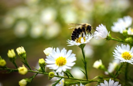 Abeilles pollinisateurs essentiels