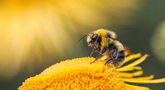 Abeille Environnement nature fleur