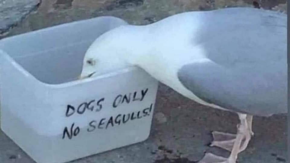 Seagull-Monaco-Humour