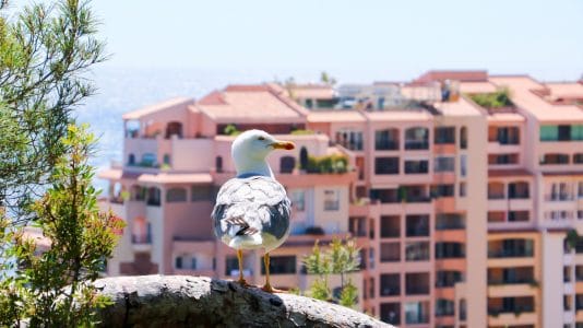 Gabbiano Monaco Fontvieille