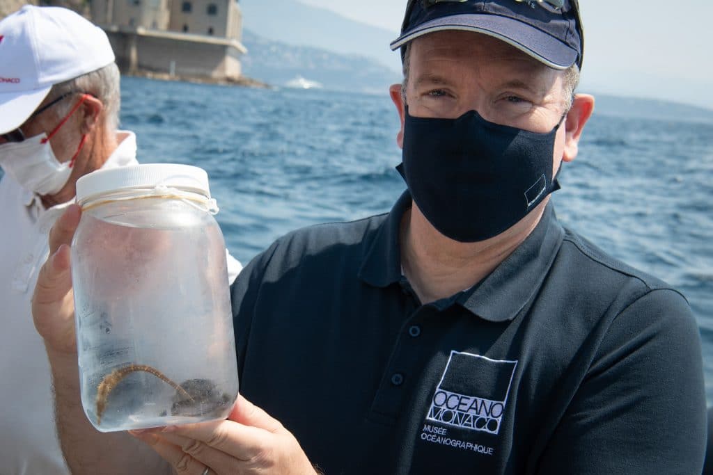 Prince-Albert-Oceanographic-Seahorse