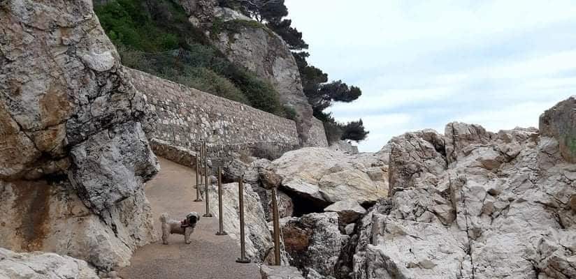 Guizmo chien Monaco littoral cap d’ail 