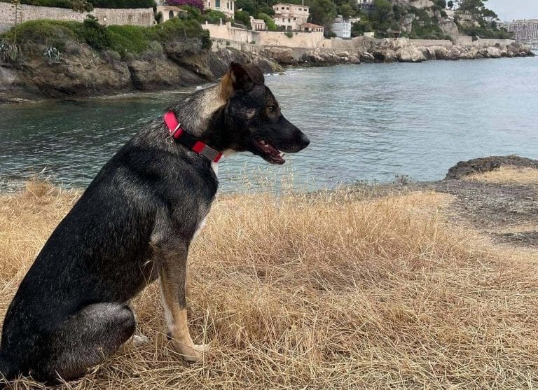 dogs-monaco