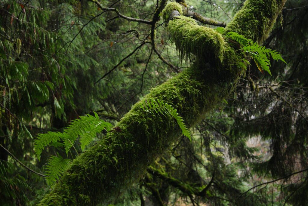 deforestation-fondation-albert-ii