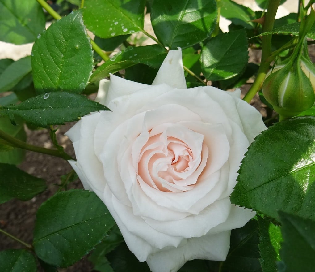 catherine-frot-rose