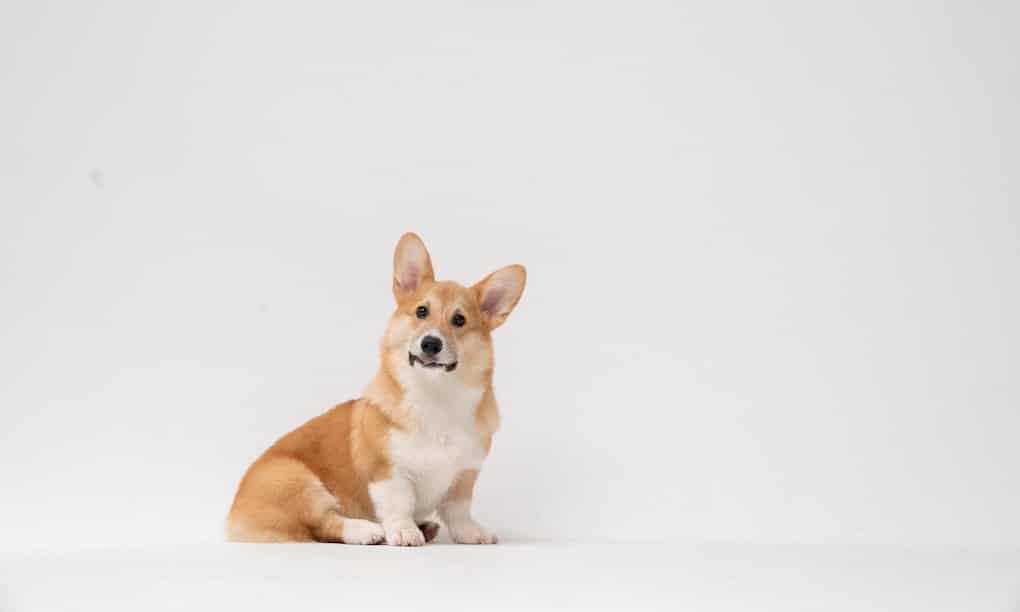 corgi