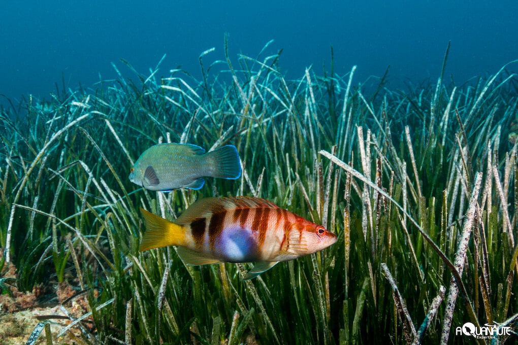 protected-marine-area-larvotto