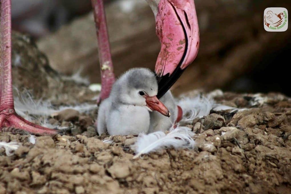 zoological-garden-pink-flamingo