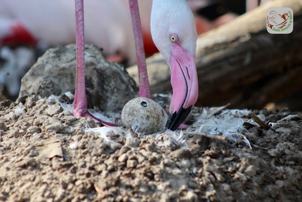 zoological-garden-pink-flamingo