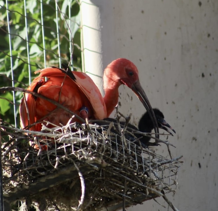 jeune-ibis-rouge-et-sa-maman-jardin-animalier