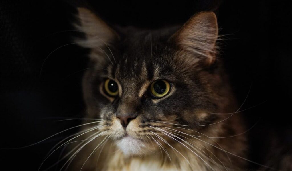 maine coon exposition feline