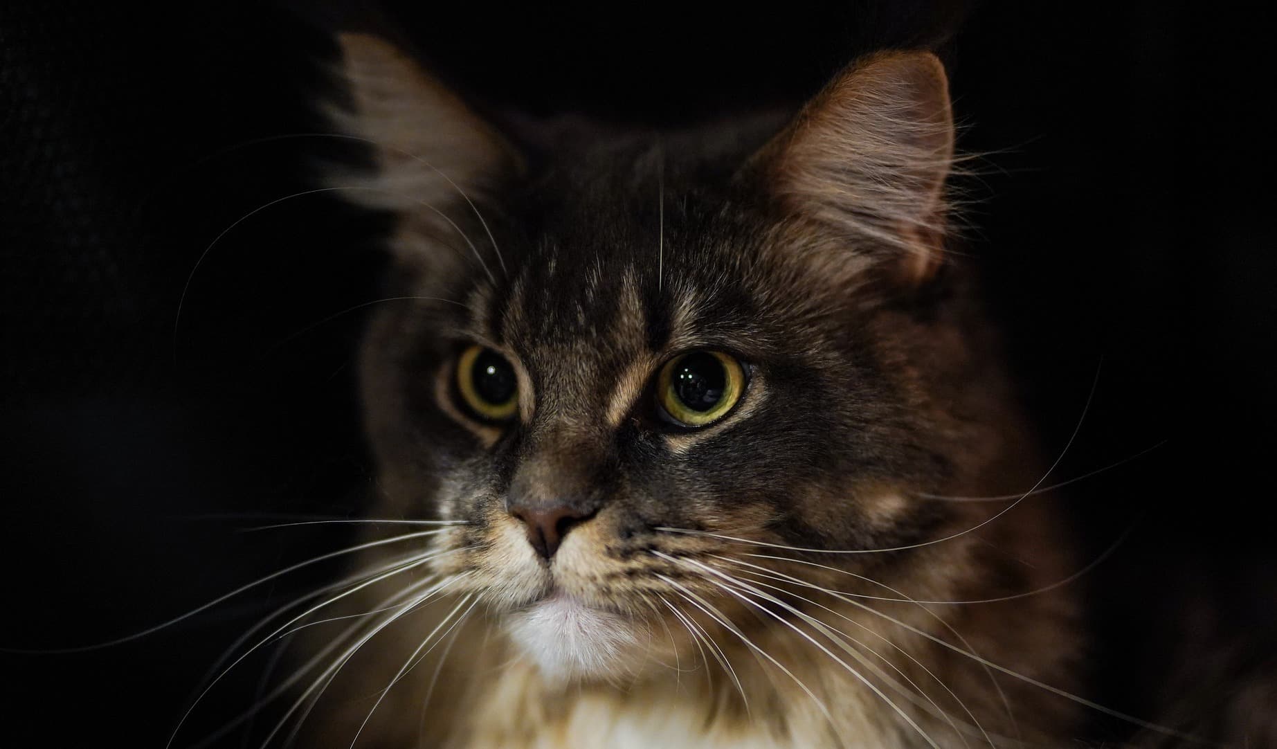 PHOTOS. The coolest cats at the Monaco Cat Show