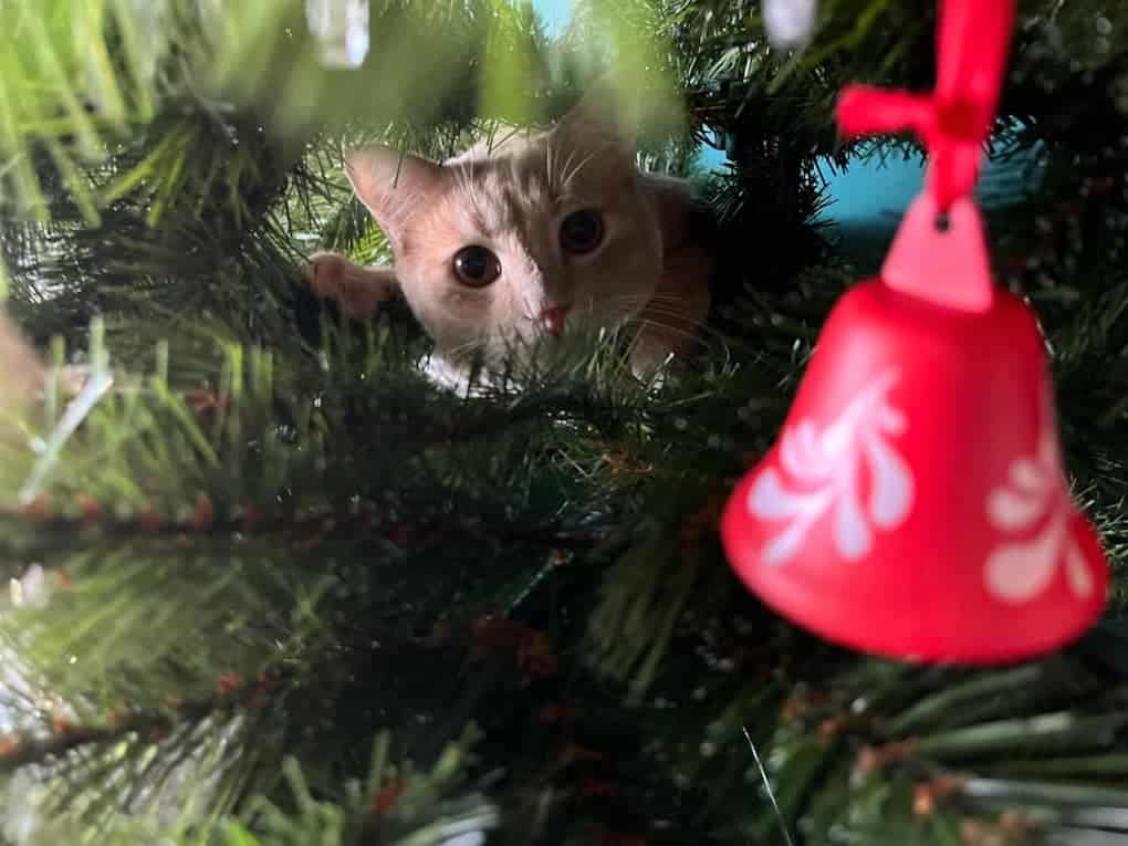 christmas monaco cat tree