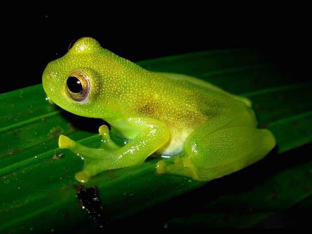 grenouille de verre