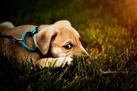 chien-affaire-tribunal-monaco-agression