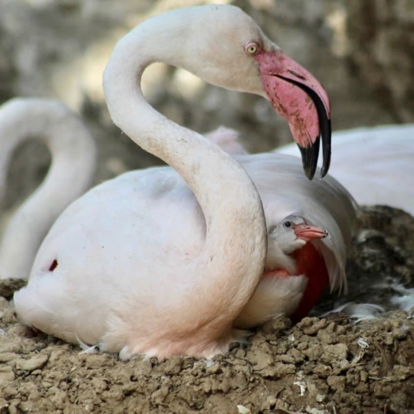 Carnet rose : naissance de 4 bébés loutres cendrées au parc de la Tête d'Or