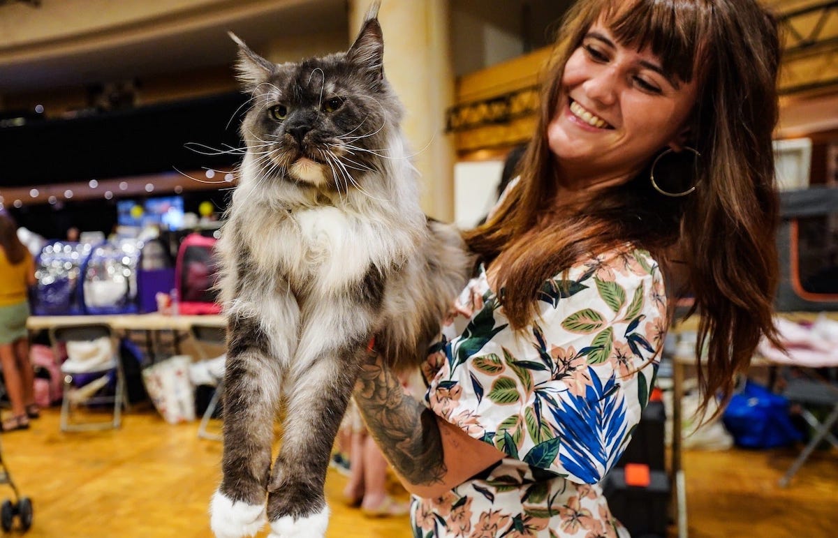 Cat show back in Monaco this weekend