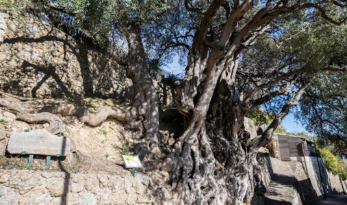 16195_232_1000_year_olive_tree