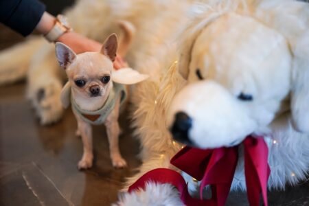Plusieurs animaux ont déjà  fêté Noël au Monte-Carlo Bay en 2023 © Direction de la Communication