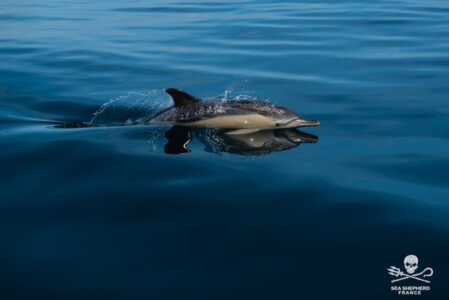 sea-shepherd-dolphins