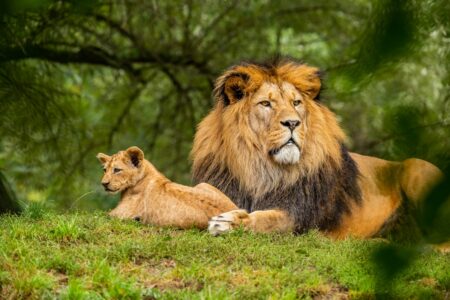 faune-sauvage-lions