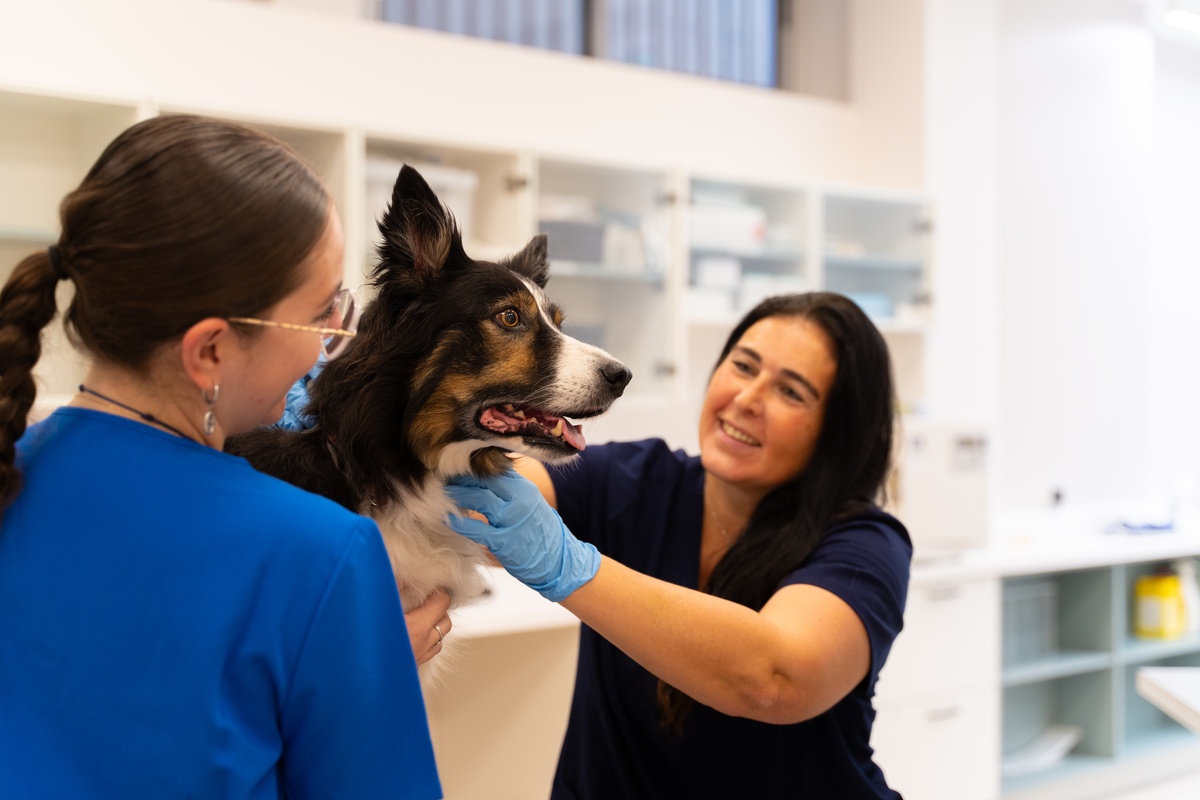 What to do if your dog is poisoned?