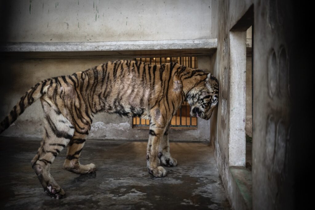 Prix Humanité versus Nature : remporté par Amy Jones avec Breeding Machine © Amy Jones