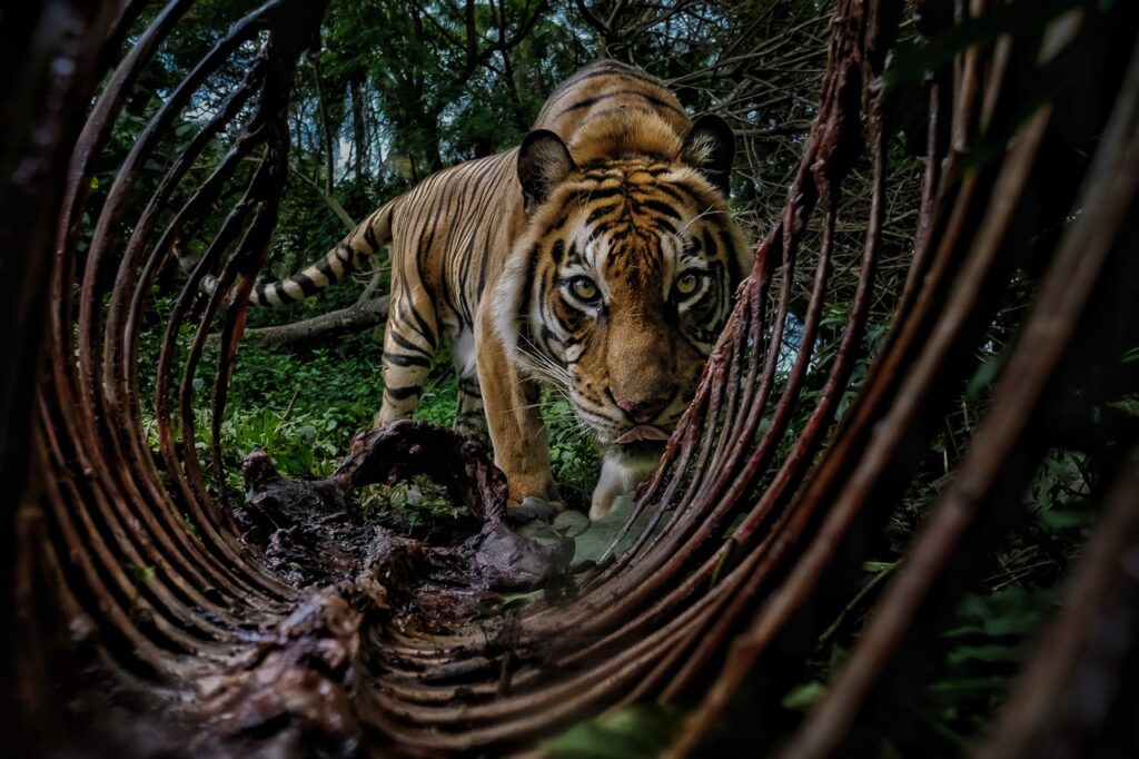 Prix des Lycéens pour Forest Guard de Bambang Wirawan