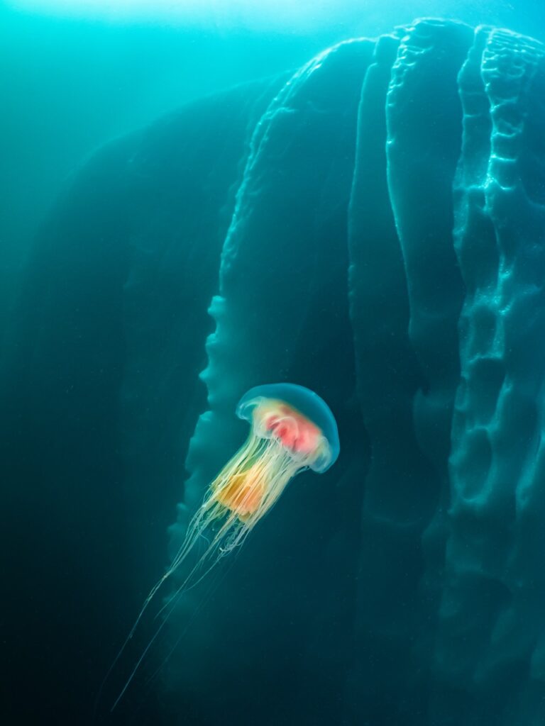 Merveilles polaires : remporté par Galice Hoarau avec Jellyfish and Iceberg © Galice Hoarau