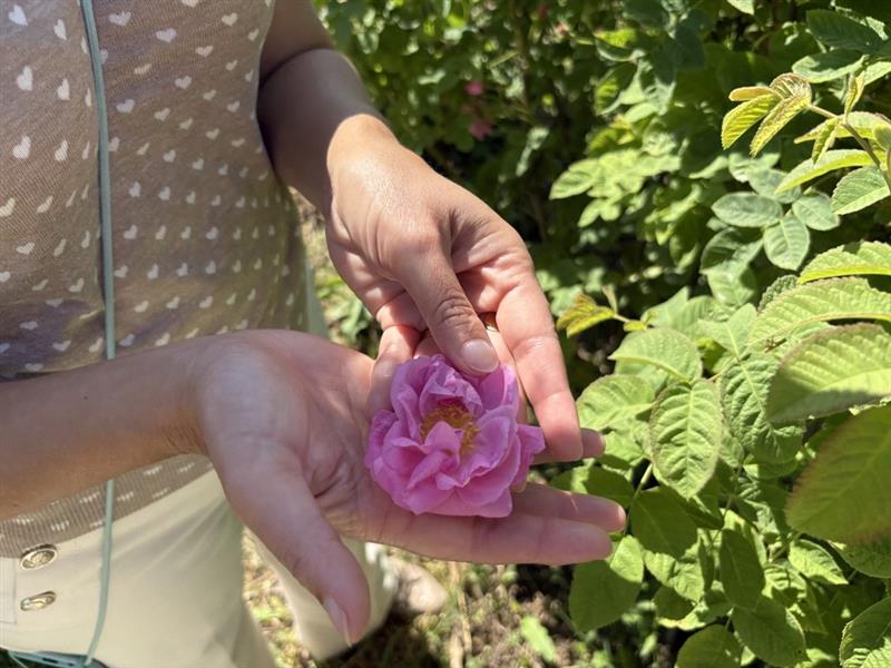 rose centifolia